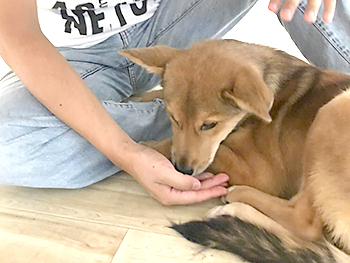 犬と暮らす